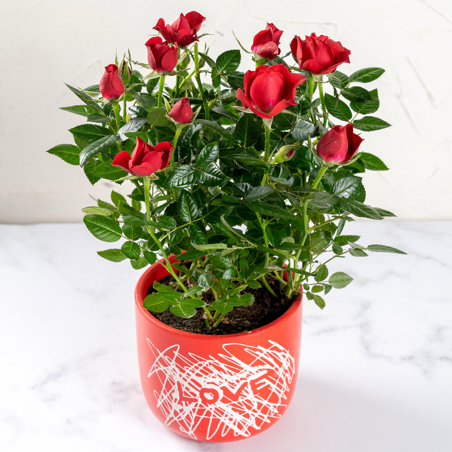 Top Rose Plant Delivery Ideas